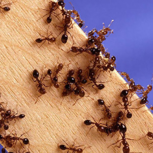 Home-Remedies-for-Killing-Ants